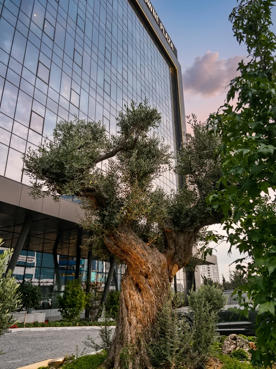 Avalon Plaza bahçesindeki zeytin ağacı